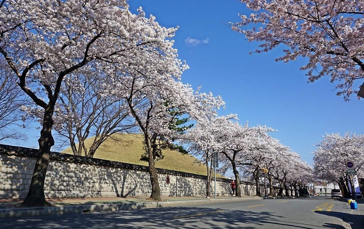 Hoa anh đào ở Gyeongju